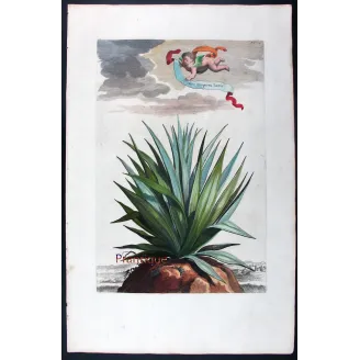 Purple Aloe – Abraham Munting Antique Botanical Engraving