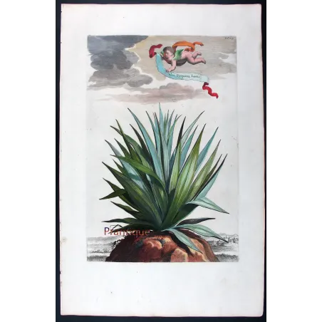 Purple Aloe – Abraham Munting Antique Botanical Engraving