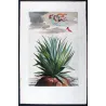 Purple Aloe (Aloe purpurea) – Original Hand-Colored Engraving by Abraham Munting, Antique Botanical Print (1696)