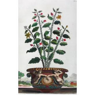 Spina Bifaria – Abraham Munting Antique Botanical Engraving