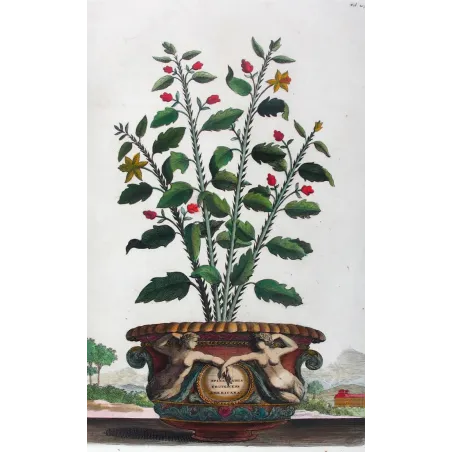 Spina Bifaria – Abraham Munting Antique Botanical Engraving