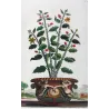 Spina Bifaria (Spina bifaria frutescens americana) – Original Hand-Colored Engraving by Abraham Munting, Antique Botanical Print