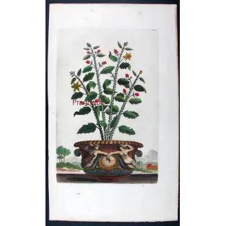 Spina Bifaria – Abraham Munting Antique Botanical Engraving