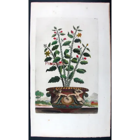 Spina Bifaria – Abraham Munting Antique Botanical Engraving