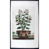 Spina Bifaria (Spina bifaria frutescens americana) – Original Hand-Colored Engraving by Abraham Munting, Antique Botanical Print