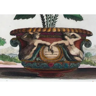 Spina Bifaria – Abraham Munting Antique Botanical Engraving