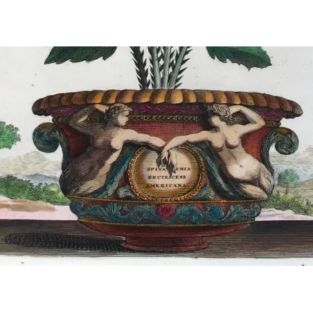 Spina Bifaria – Abraham Munting Antique Botanical Engraving