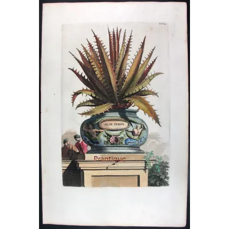 aloe-ferox-abraham-munting-antique-botanical-print