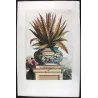Aloe Ferox (Aloe ferox) – Original Hand-Colored Engraving by Abraham Munting, Antique Botanical Print (1696)