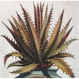 aloe-ferox-abraham-munting-antique-botanical-print