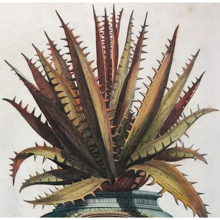 aloe-ferox-abraham-munting-antique-botanical-print