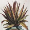 Aloe Ferox (Aloe ferox) – Original Hand-Colored Engraving by Abraham Munting, Antique Botanical Print (1696)