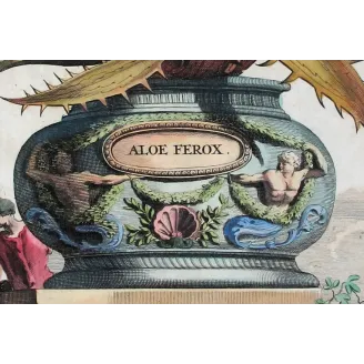 aloe-ferox-abraham-munting-antique-botanical-print
