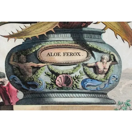 aloe-ferox-abraham-munting-antique-botanical-print