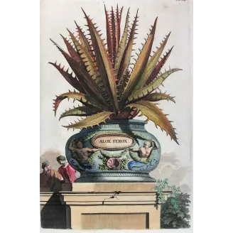aloe-ferox-abraham-munting-antique-botanical-print