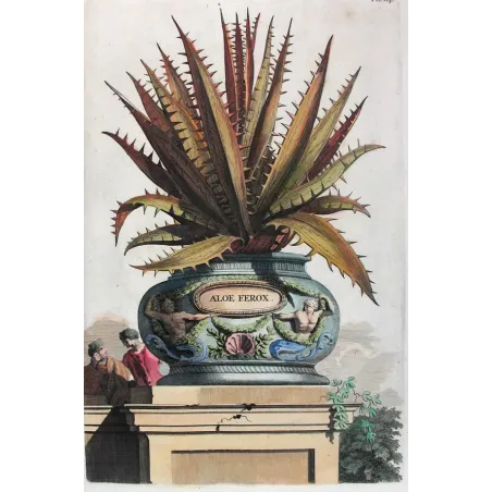 aloe-ferox-abraham-munting-antique-botanical-print