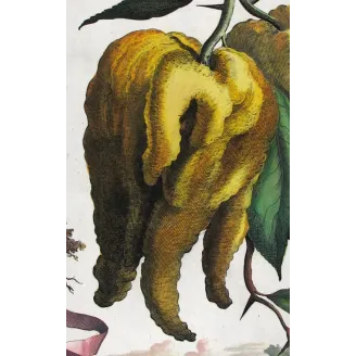 Horned Citrus – Abraham Munting Antique Botanical Engraving