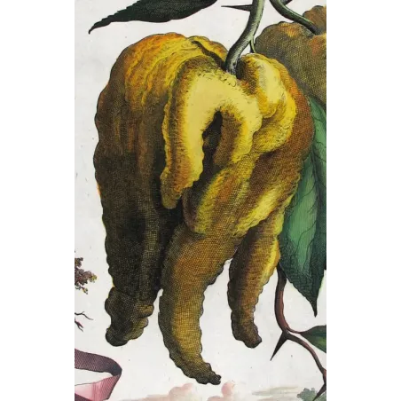 Horned Citrus – Abraham Munting Antique Botanical Engraving