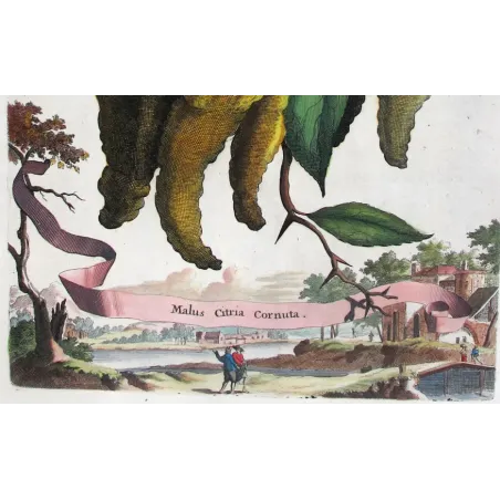 Horned Citrus – Abraham Munting Antique Botanical Engraving