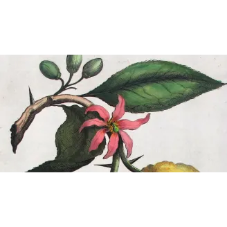 Horned Citrus – Abraham Munting Antique Botanical Engraving
