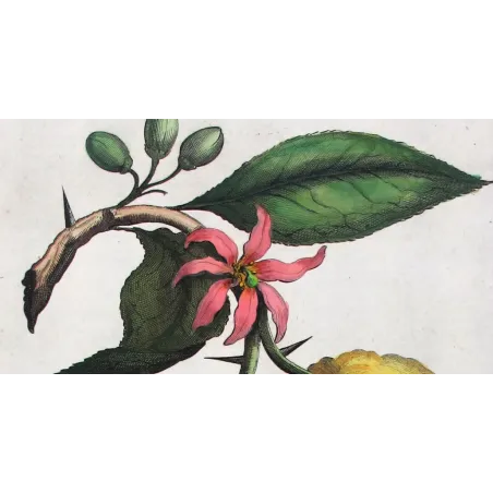 Horned Citrus – Abraham Munting Antique Botanical Engraving