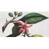 Horned Citrus Fruit (Malus citria cornuta) – Original Hand-Colored Engraving by Abraham Munting, Antique Botanical Print