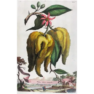 Horned Citrus – Abraham Munting Antique Botanical Engraving