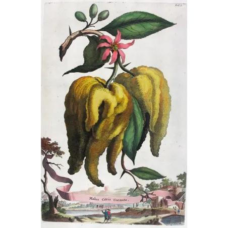 Horned Citrus – Abraham Munting Antique Botanical Engraving