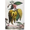 Horned Citrus Fruit (Malus citria cornuta) – Original Hand-Colored Engraving by Abraham Munting, Antique Botanical Print