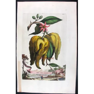 Horned Citrus – Abraham Munting Antique Botanical Engraving