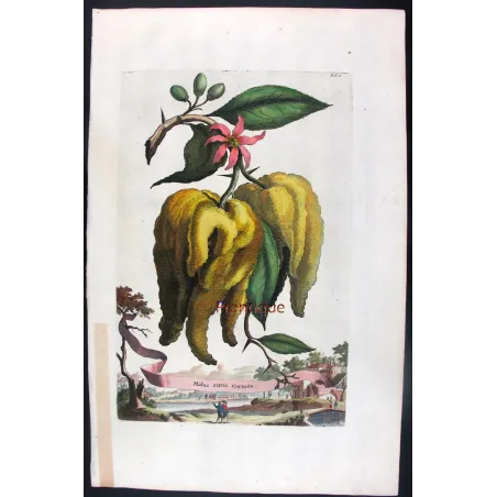 Horned Citrus – Abraham Munting Antique Botanical Engraving