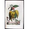 Horned Citrus Fruit (Malus citria cornuta) – Original Hand-Colored Engraving by Abraham Munting, Antique Botanical Print