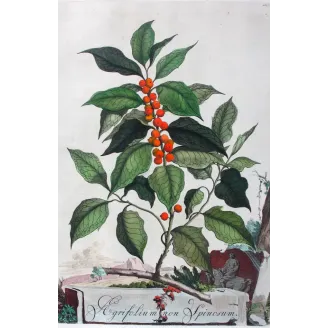 Non-Spiny Holly – Munting Antique Botanical Engraving