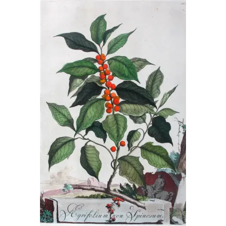 Non-Spiny Holly – Munting Antique Botanical Engraving