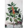 Agrifolium (Ilex) Non-Spiny Holly – Abraham Munting, Antique Botanical Engraving (1696)