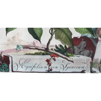 Non-Spiny Holly – Munting Antique Botanical Engraving
