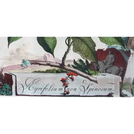 Non-Spiny Holly – Munting Antique Botanical Engraving