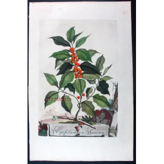 Non-Spiny Holly – Munting Antique Botanical Engraving