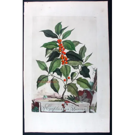 Non-Spiny Holly – Munting Antique Botanical Engraving