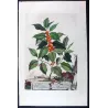 Agrifolium (Ilex) Non-Spiny Holly – Abraham Munting, Antique Botanical Engraving (1696)