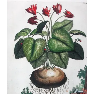 Cyclamen – Munting Antique Botanical Engraving