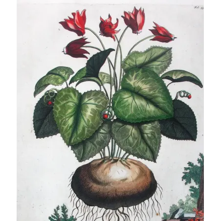 Cyclamen – Munting Antique Botanical Engraving