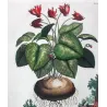 Cyclamen (Cyclamen alepicum) – Abraham Munting Antique Botanical Engraving (1696)