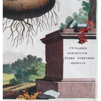 Cyclamen – Munting Antique Botanical Engraving