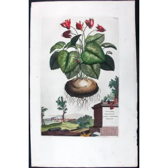 Cyclamen – Munting Antique Botanical Engraving