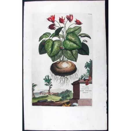 Cyclamen – Munting Antique Botanical Engraving
