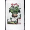 Cyclamen (Cyclamen alepicum) – Abraham Munting Antique Botanical Engraving (1696)