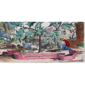 Golden Holly – Munting Antique Botanical Engraving