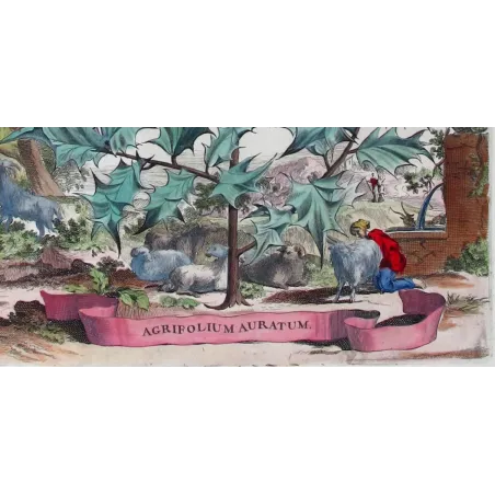 Golden Holly – Munting Antique Botanical Engraving