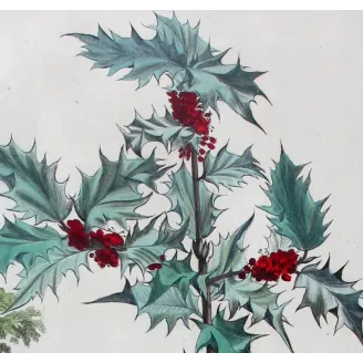 Golden Holly – Munting Antique Botanical Engraving
